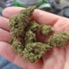 Indica Blueberry Skunk - Image 3