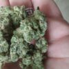 Indica Blueberry Skunk