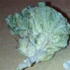 Indica Blueberry Skunk - Image 2