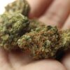 Indica Blueberry Skunk - Image 4