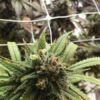 snoop master kush / 1 oz - Image 3